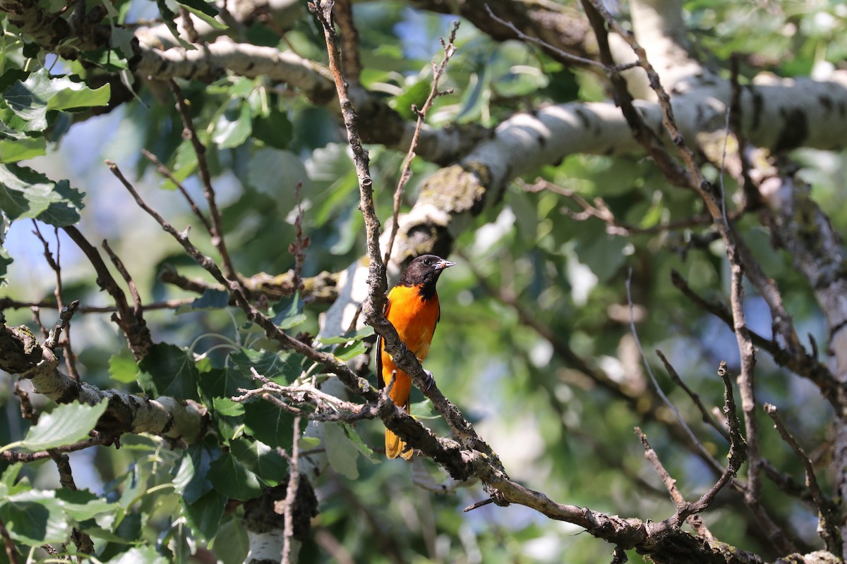 Baltimore Oriole - ML637707177