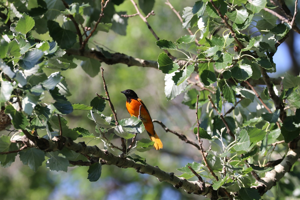 Baltimore Oriole - ML637707178