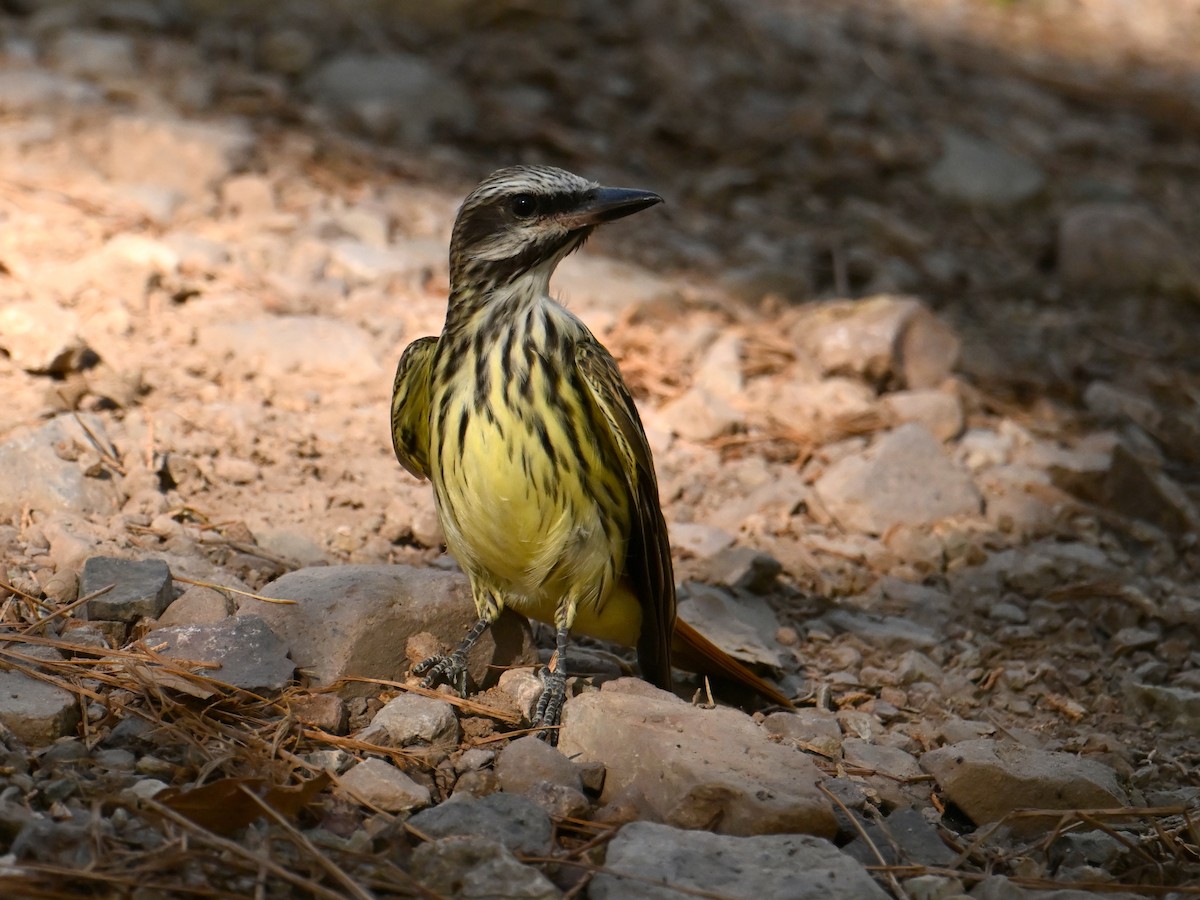 Sulphur-bellied Flycatcher - ML637707186