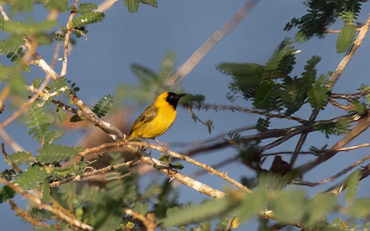 Little Weaver - ML637707187