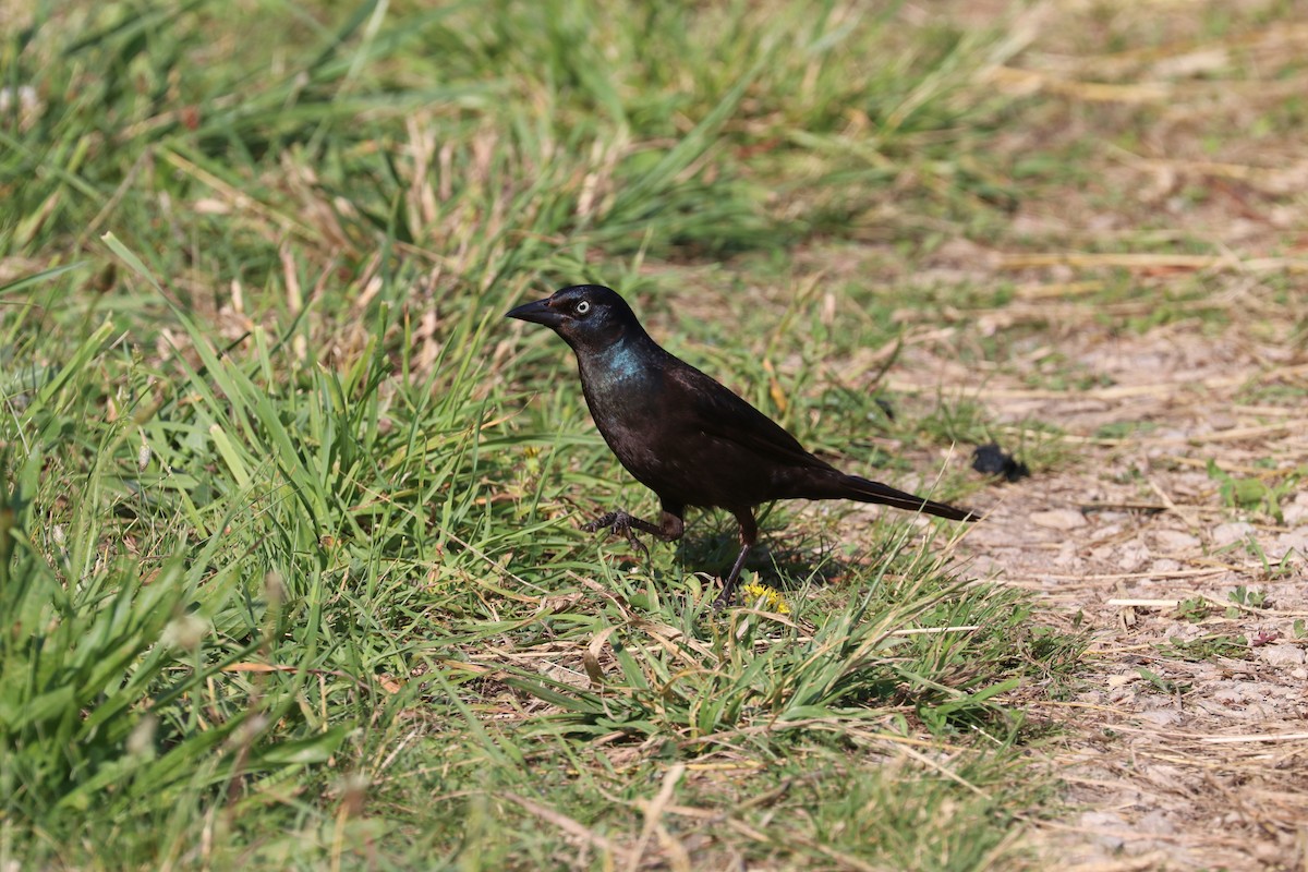 Common Grackle - ML637707191
