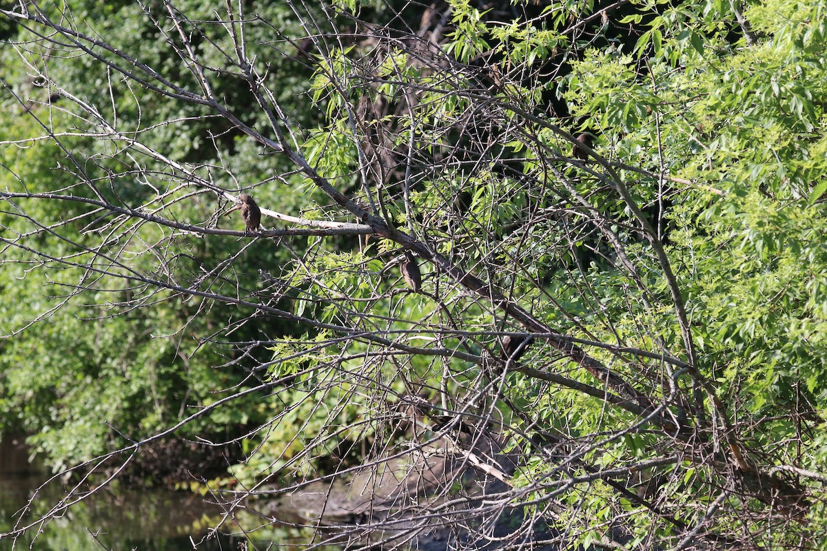 Common Grackle - ML637707192