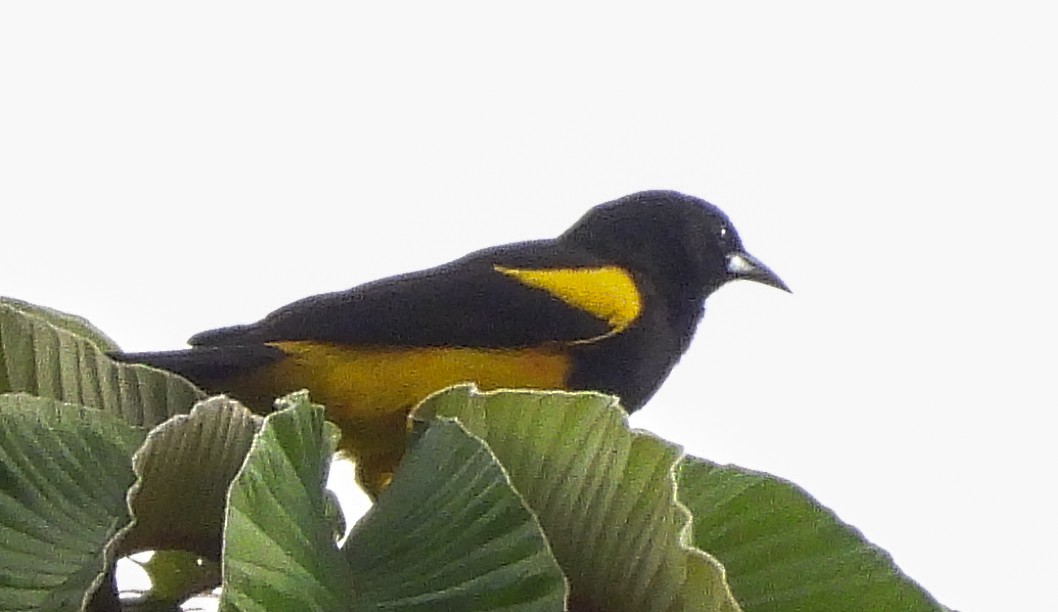 Black-cowled Oriole - ML637707195