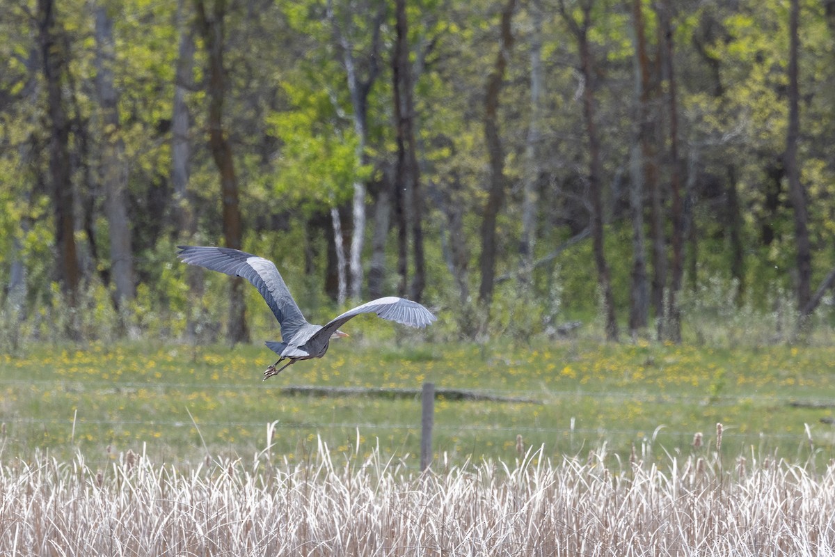 Great Blue Heron - ML637707200