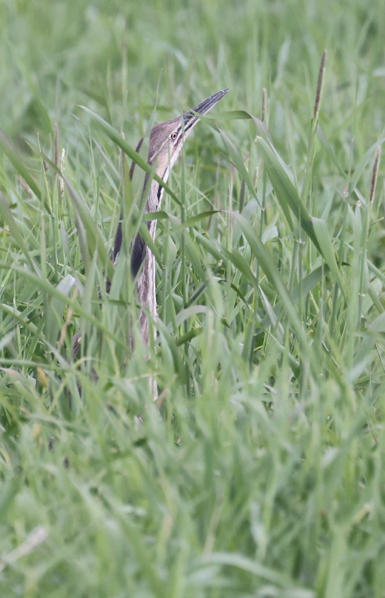 American Bittern - ML637707232