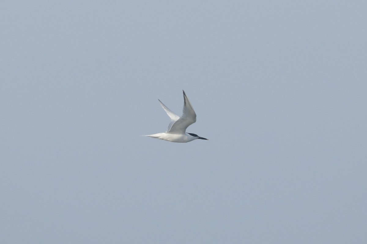 Sandwich Tern - ML637707299