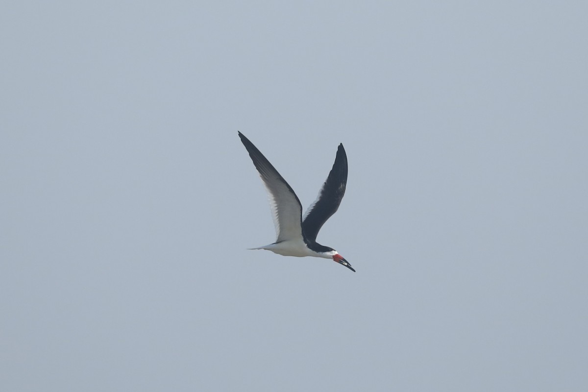 Black Skimmer - ML637707308