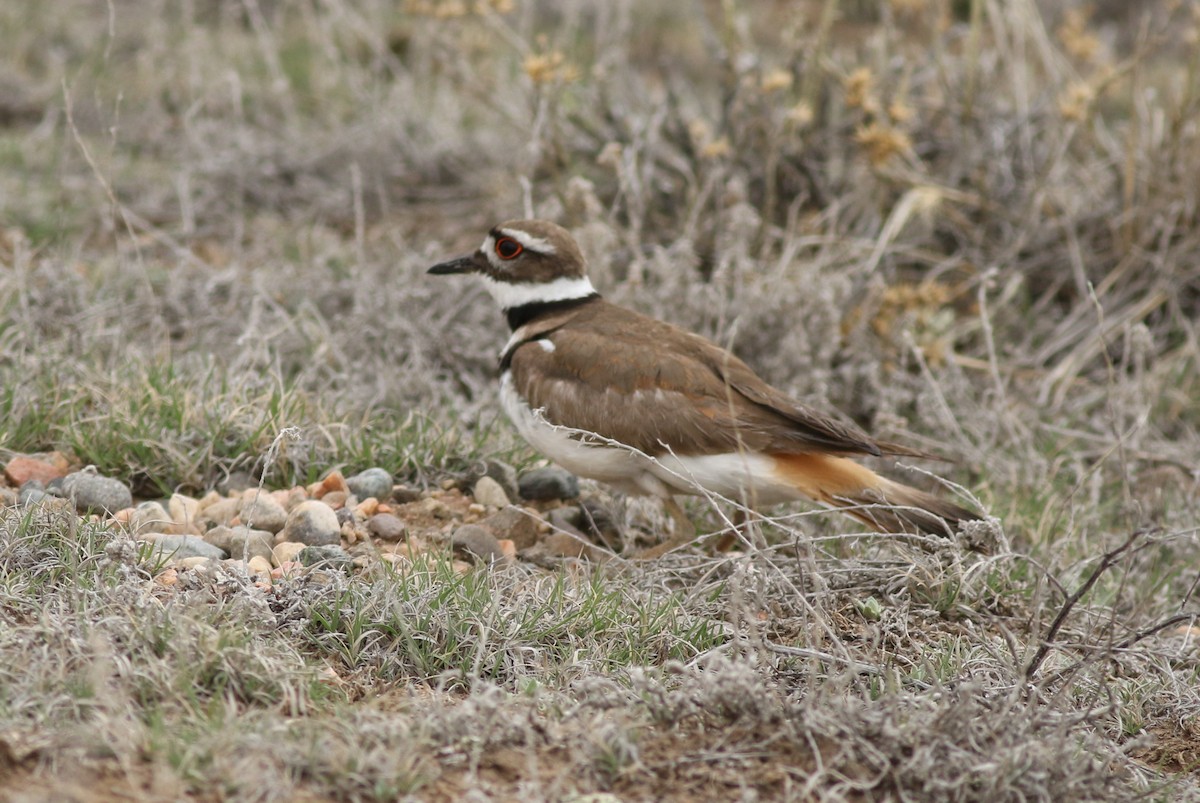 Killdeer - ML637707332