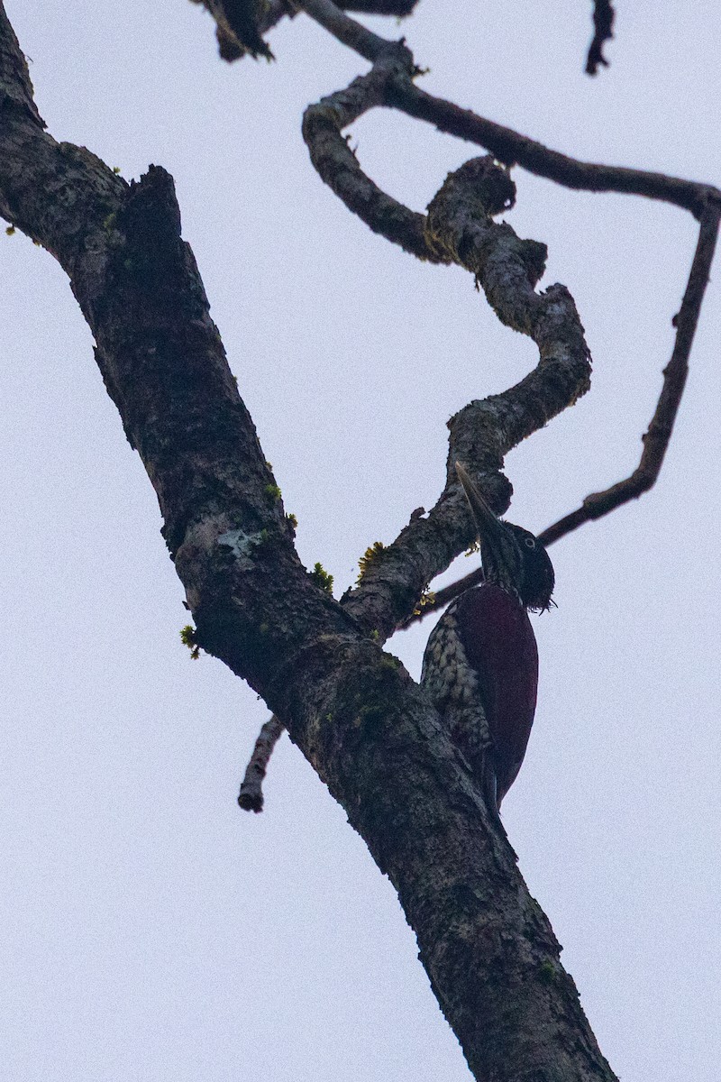 Crimson-backed Flameback - ML637707337
