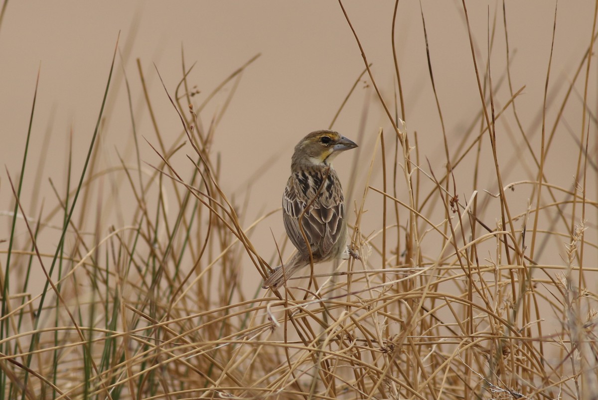 Dickcissel - ML637707339