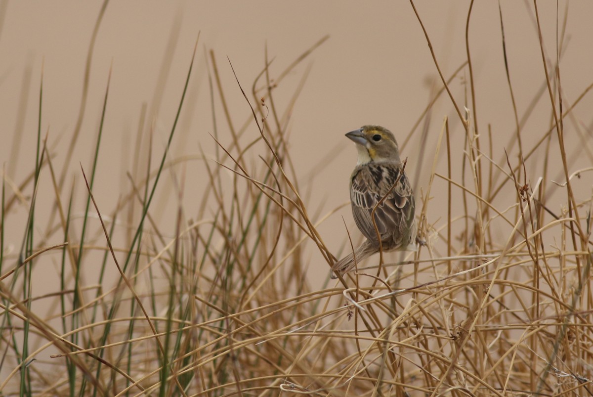 Dickcissel - ML637707340