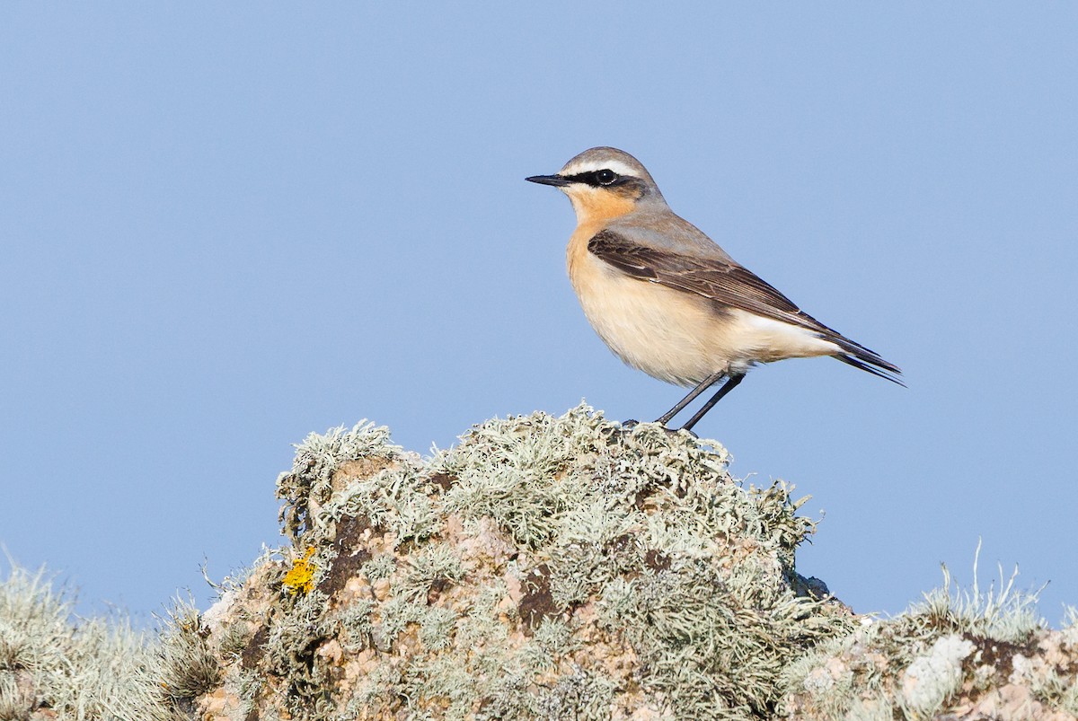 Northern Wheatear (Eurasian) - ML637707341