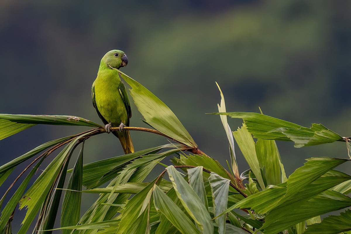 Layard's Parakeet - ML637707342