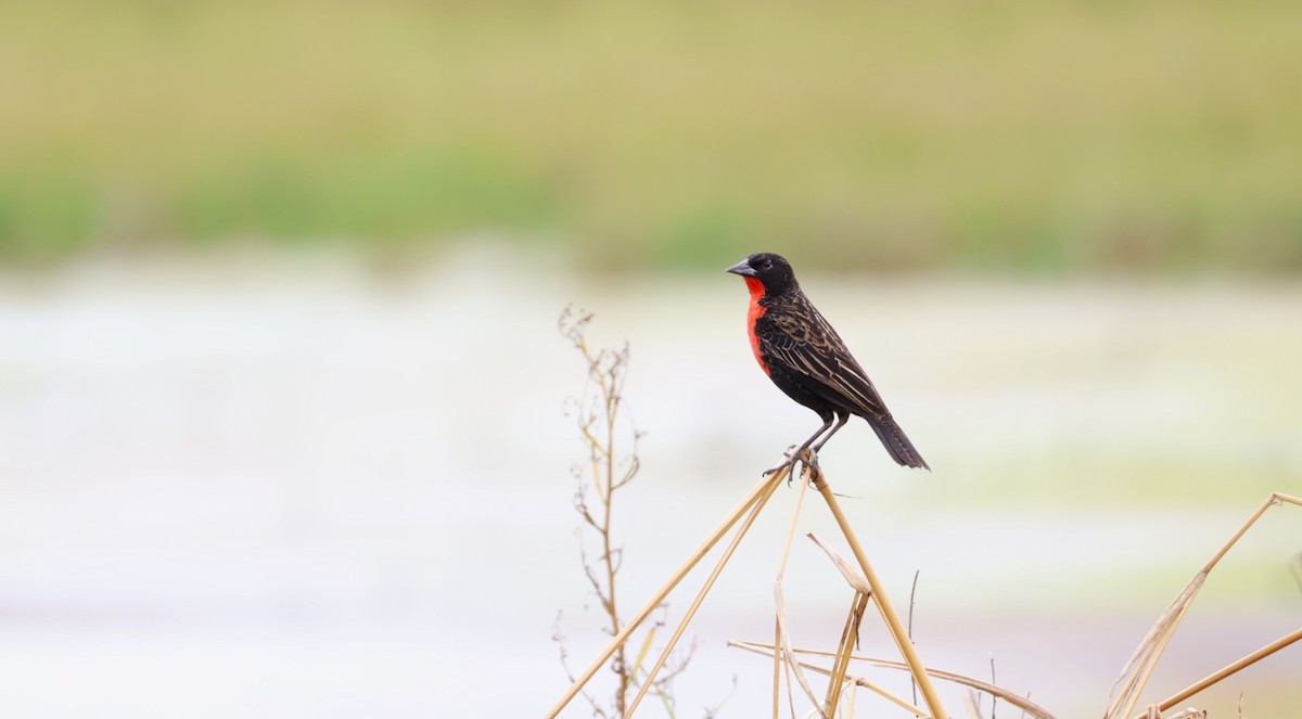 Red-breasted Meadowlark - ML637707407