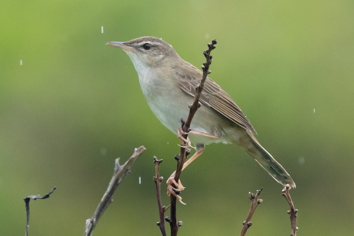 Pleske's Grasshopper Warbler - ML637707438