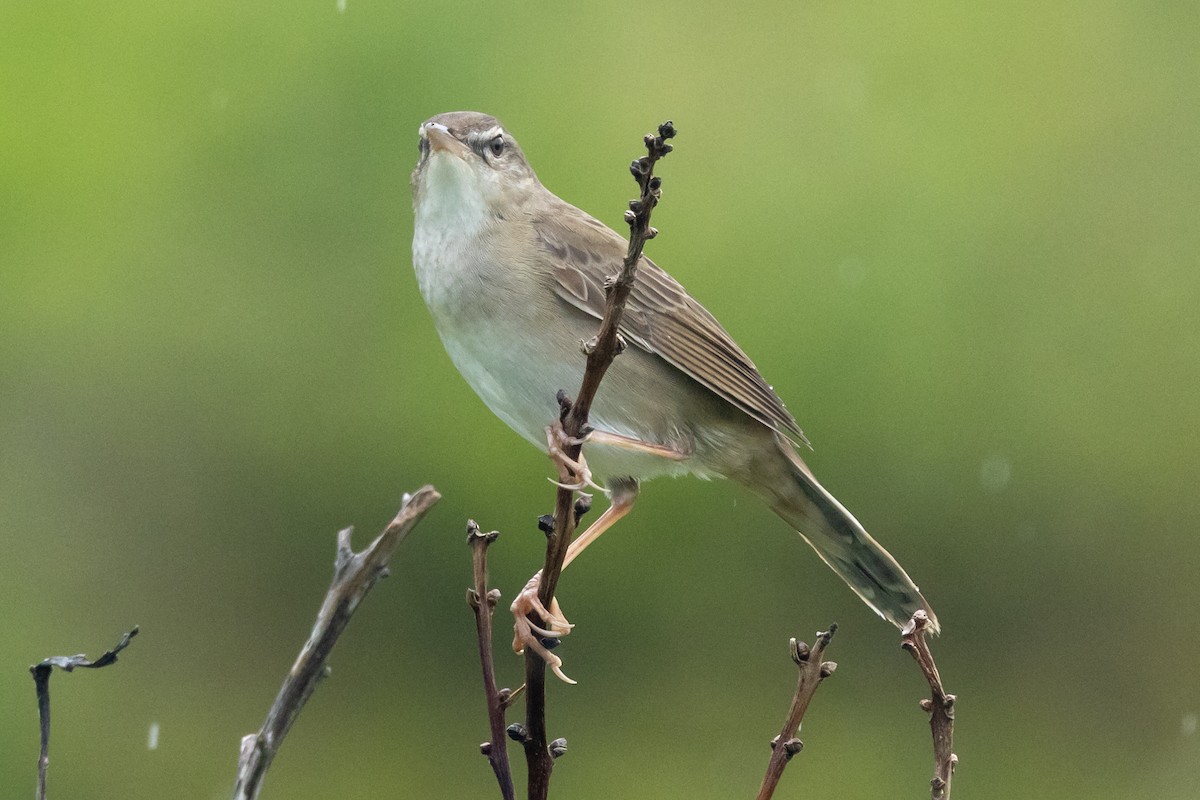 Pleske's Grasshopper Warbler - ML637707439