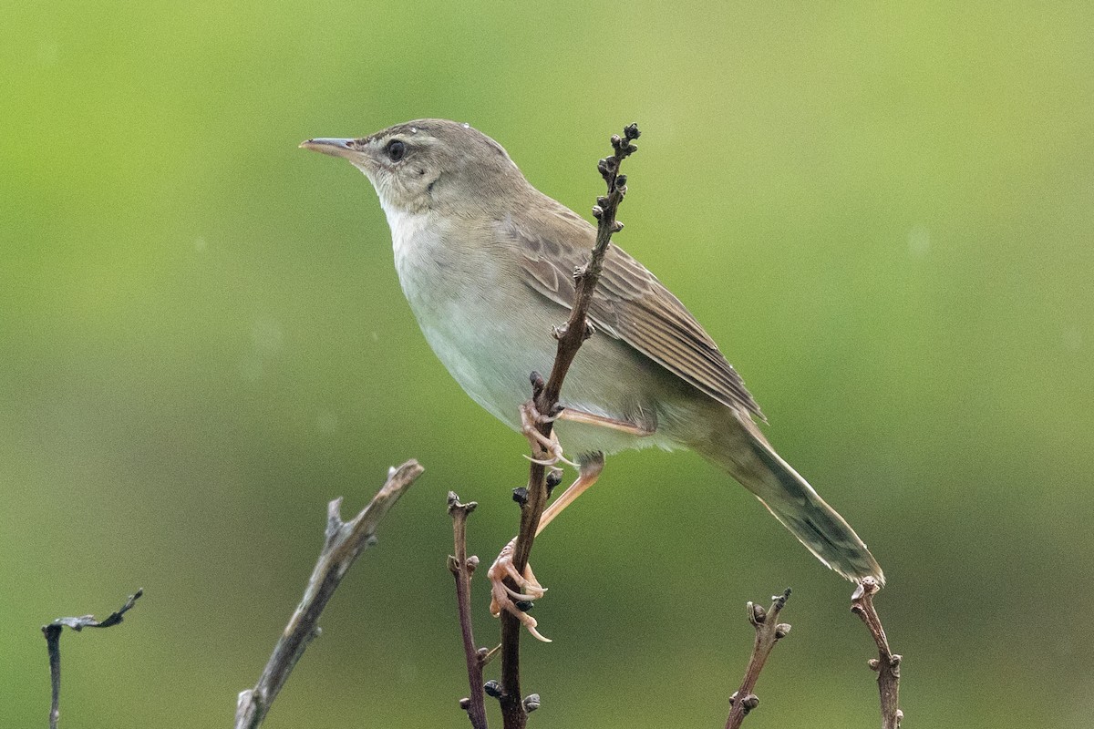 Pleske's Grasshopper Warbler - ML637707441