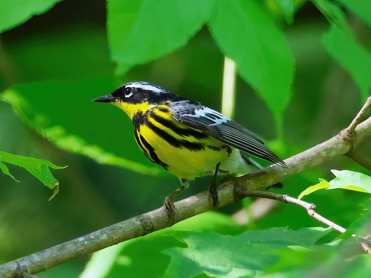 Magnolia Warbler - ML637707451