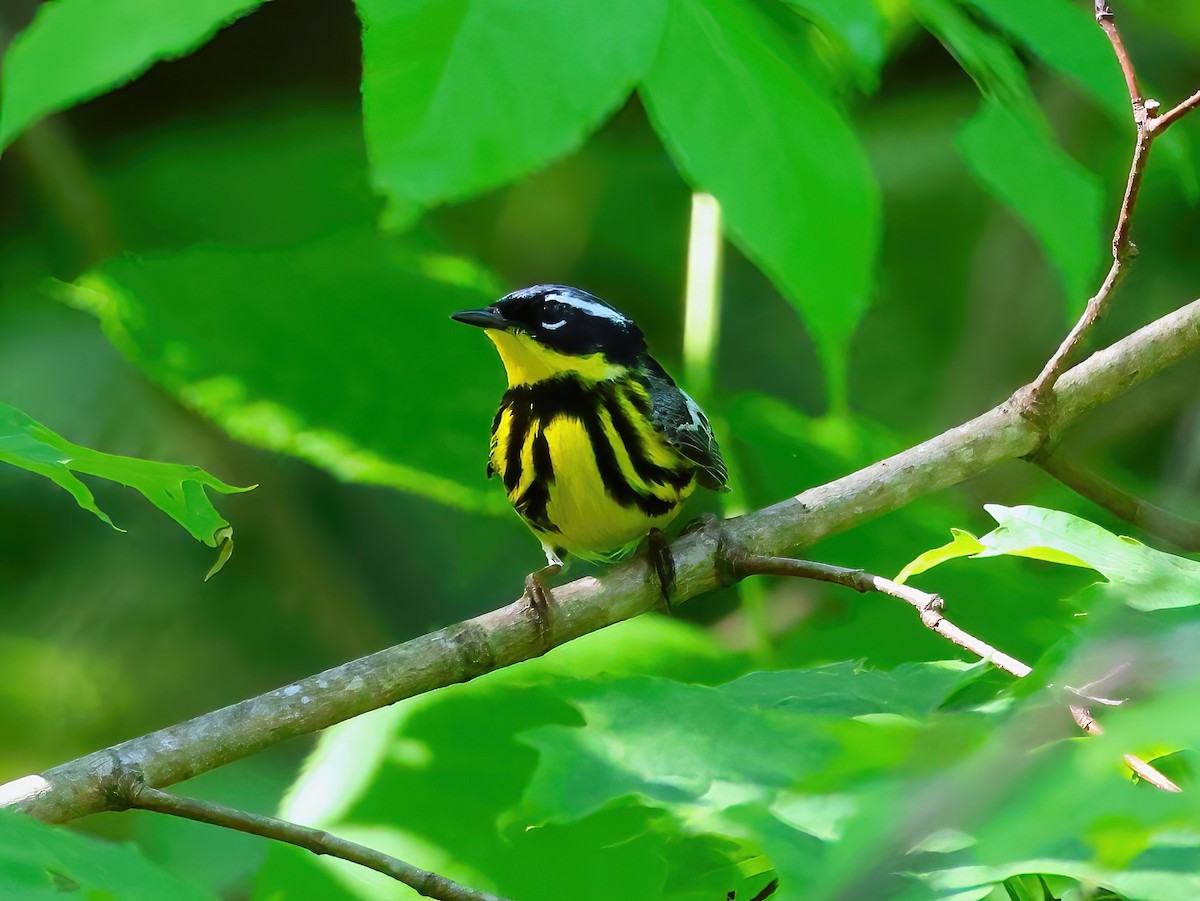 Magnolia Warbler - ML637707452