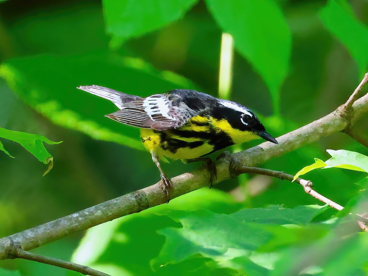 Magnolia Warbler - ML637707453