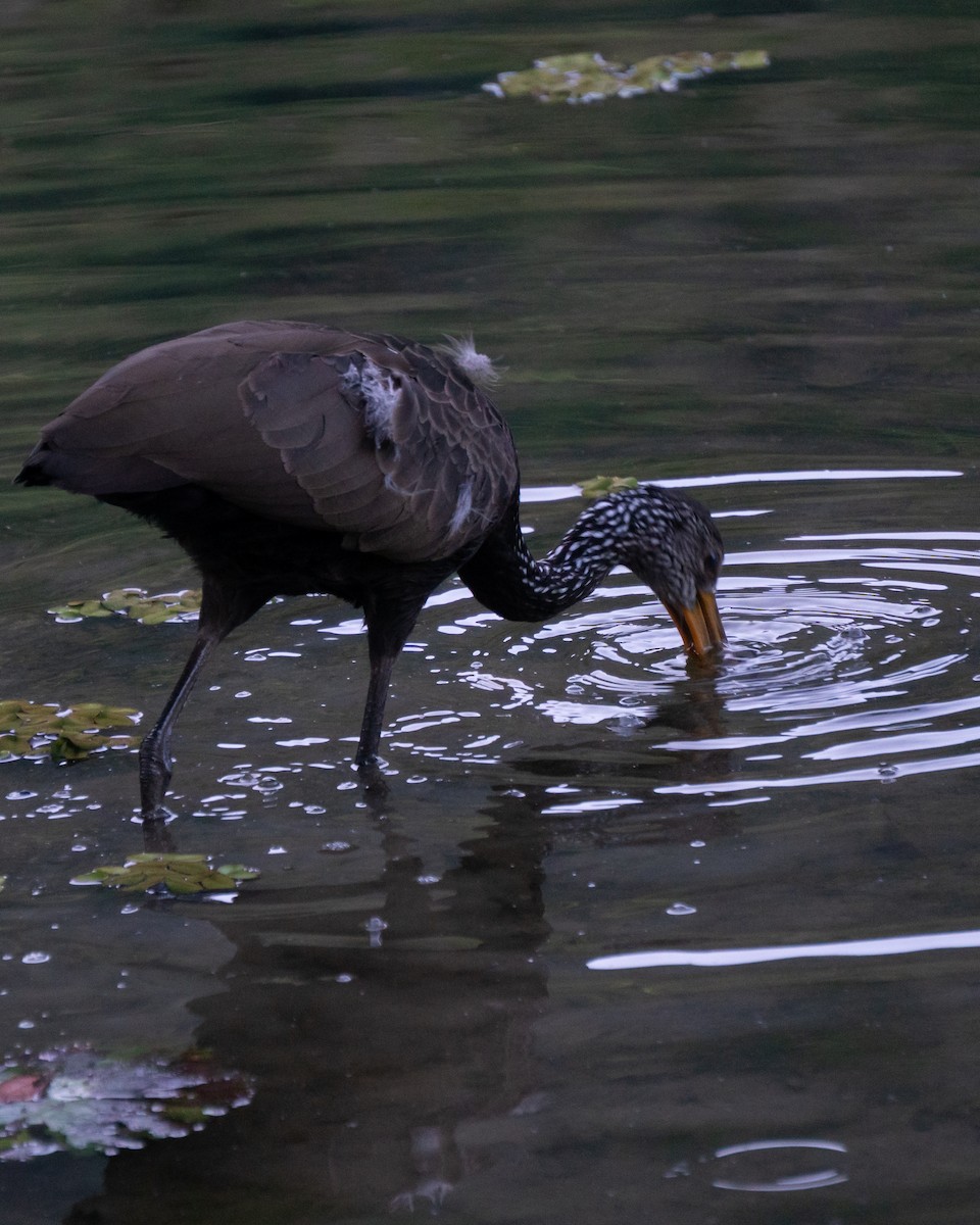Limpkin - ML637707454