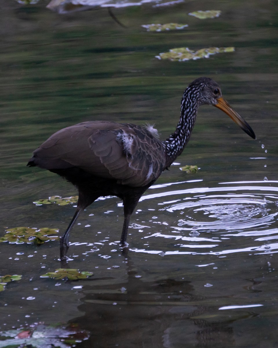Limpkin - ML637707455