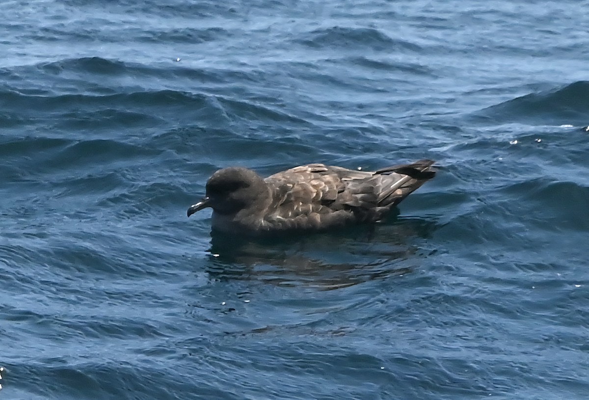 Short-tailed Shearwater - ML637707457