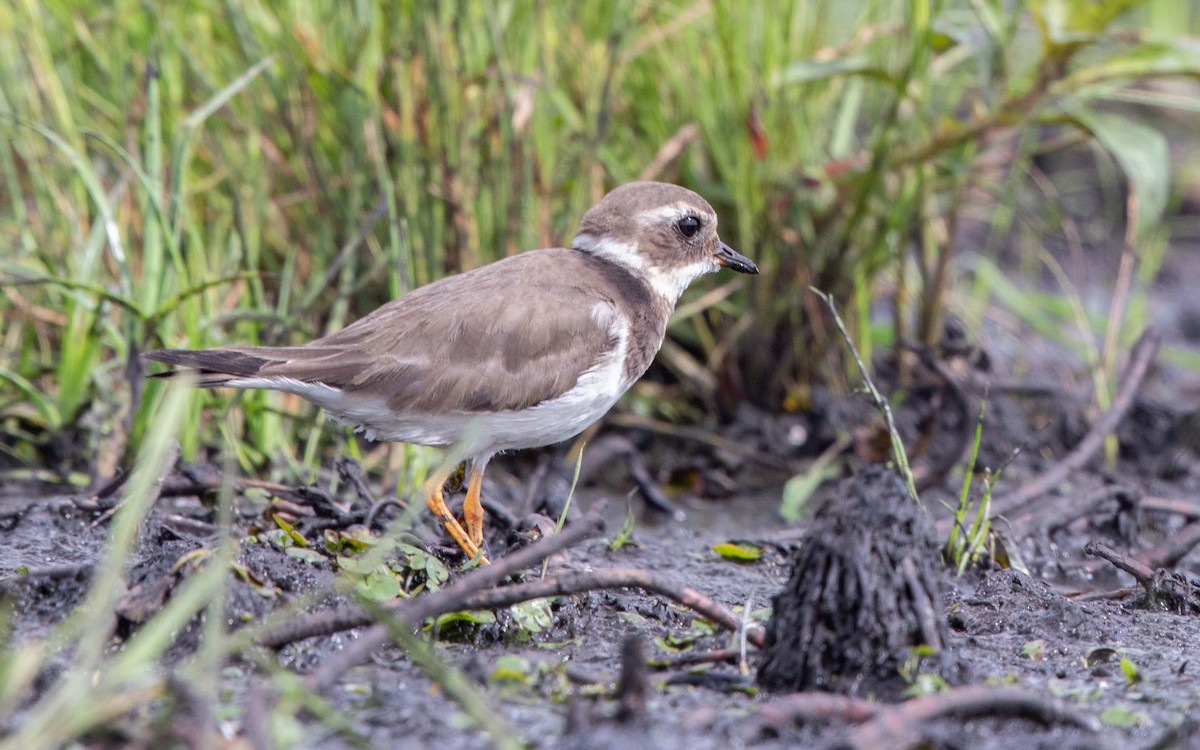 Common Ringed Plover - ML637707500