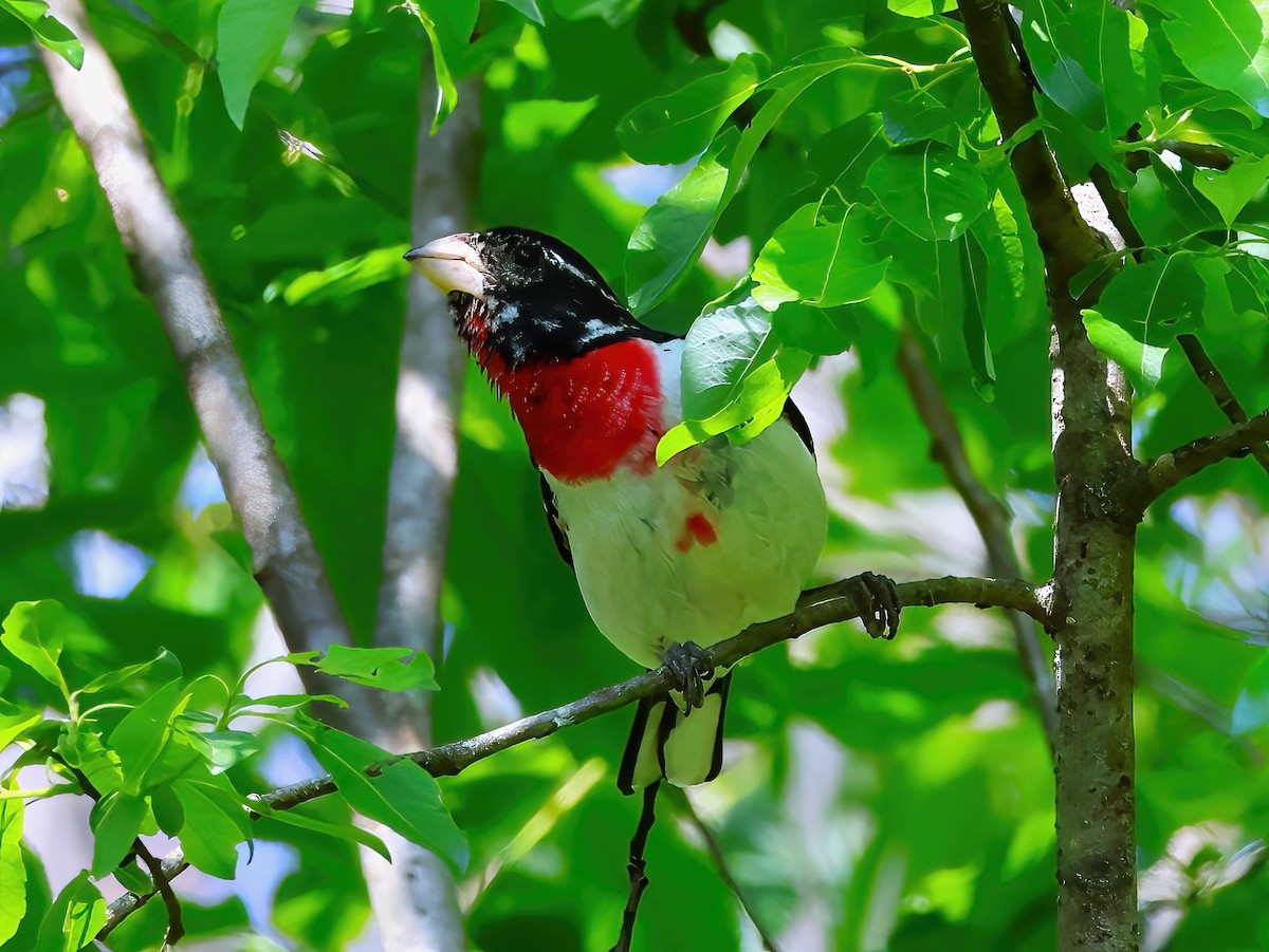 Rose-breasted Grosbeak - ML637707517