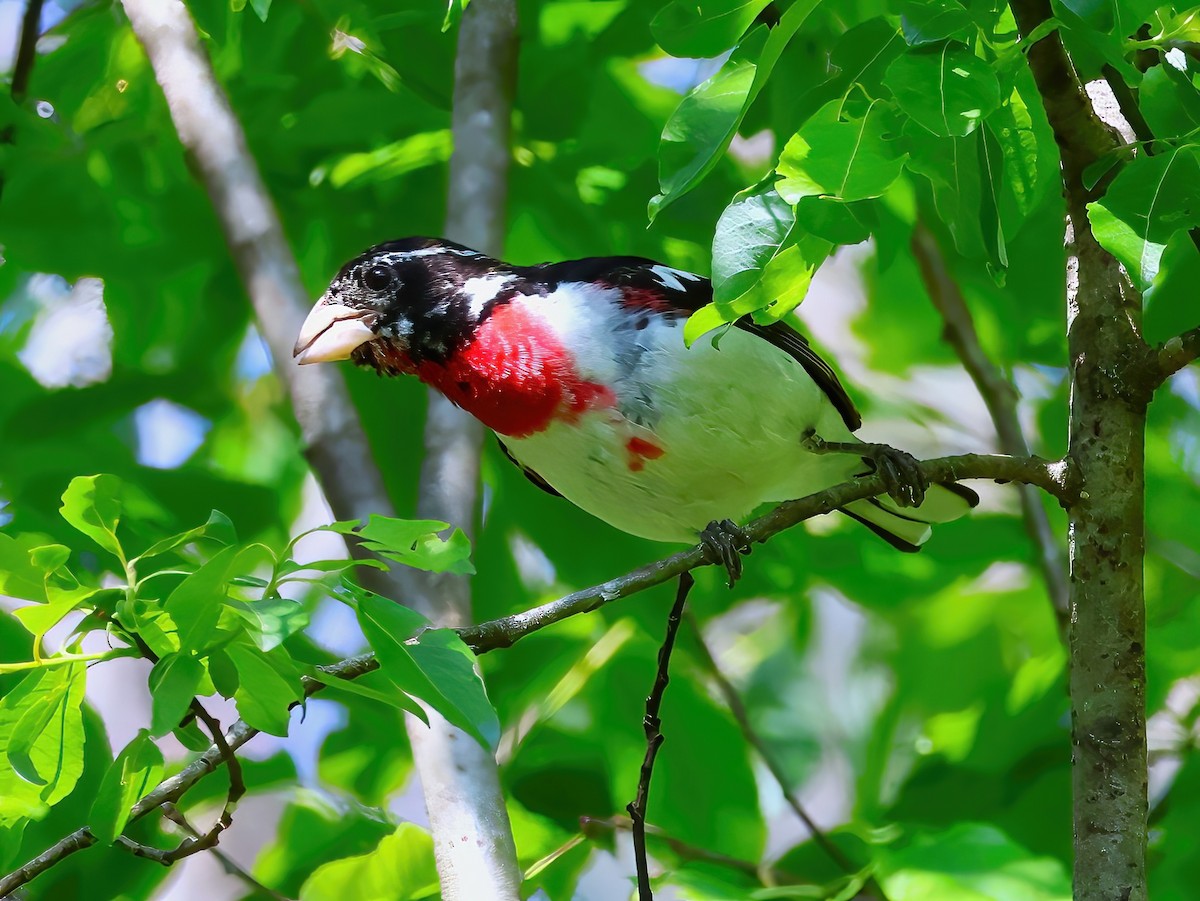 Rose-breasted Grosbeak - ML637707518