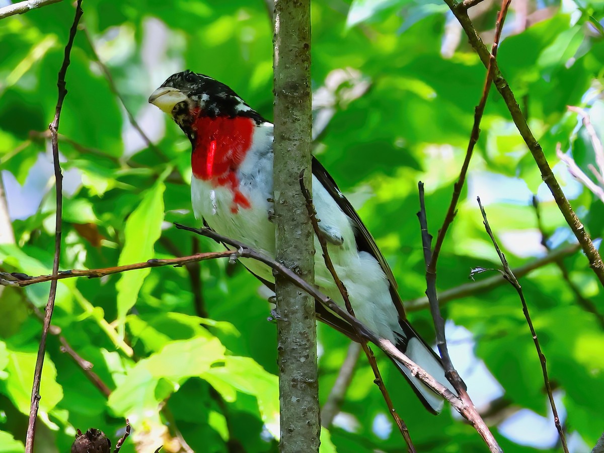 Rose-breasted Grosbeak - ML637707519