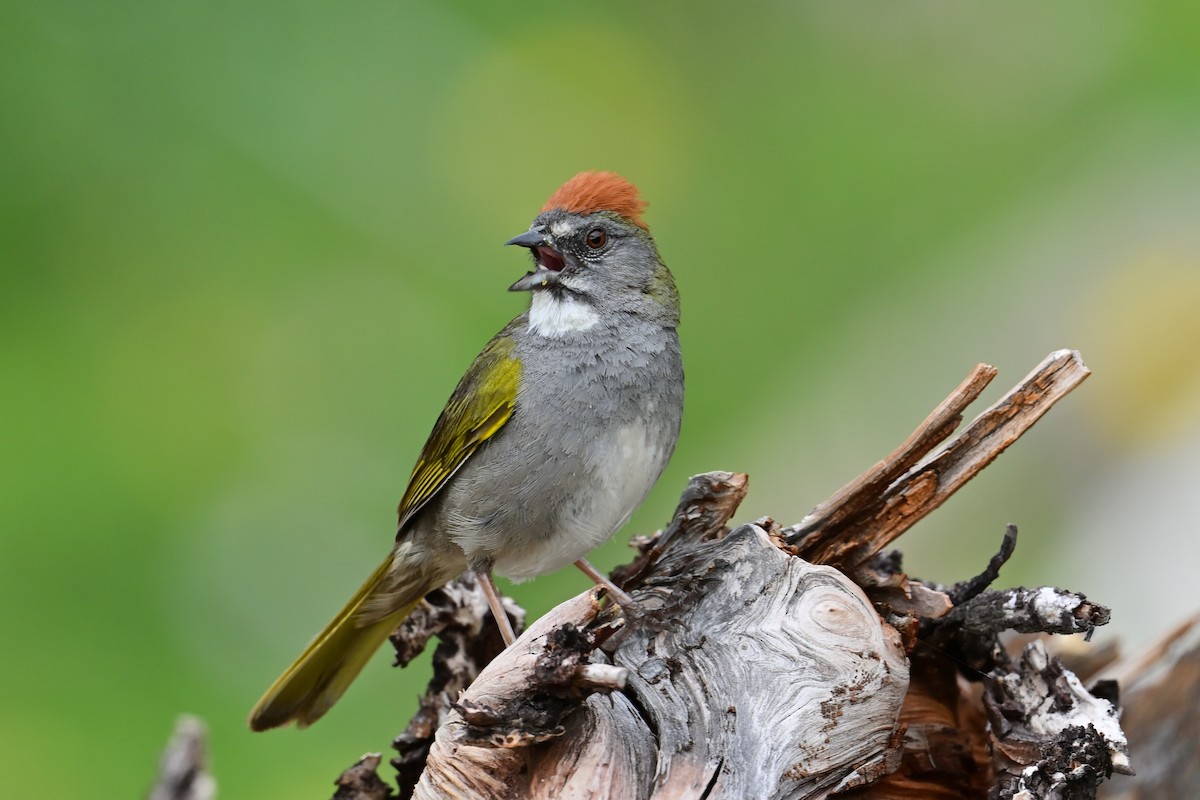 Green-tailed Towhee - ML637707546