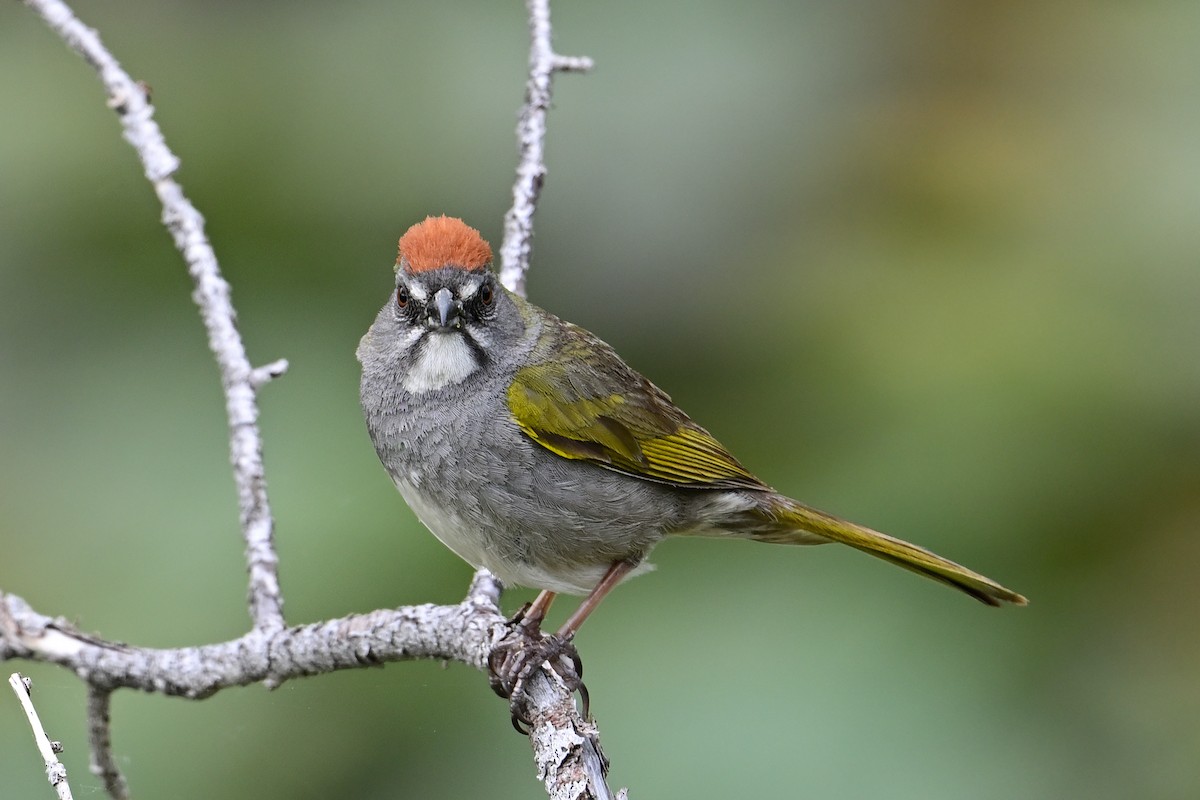 Green-tailed Towhee - ML637707548