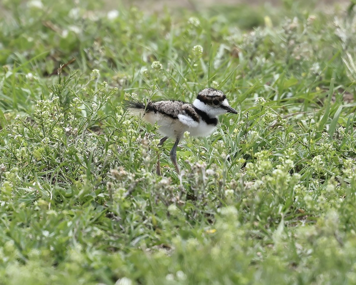 Killdeer - ML637707554