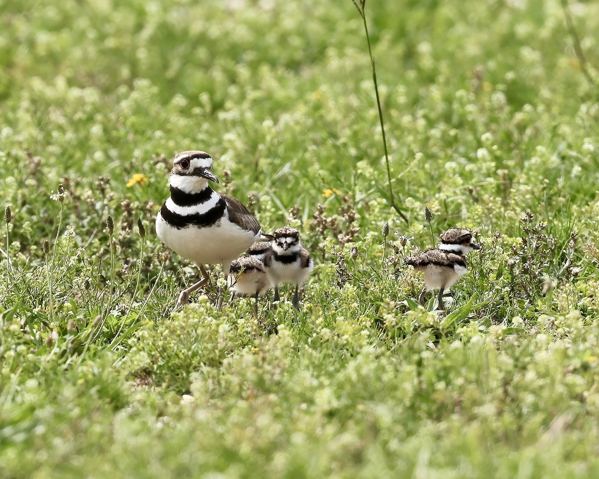 Killdeer - ML637707555