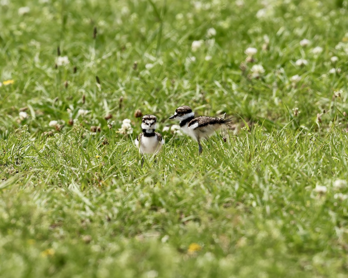 Killdeer - ML637707556