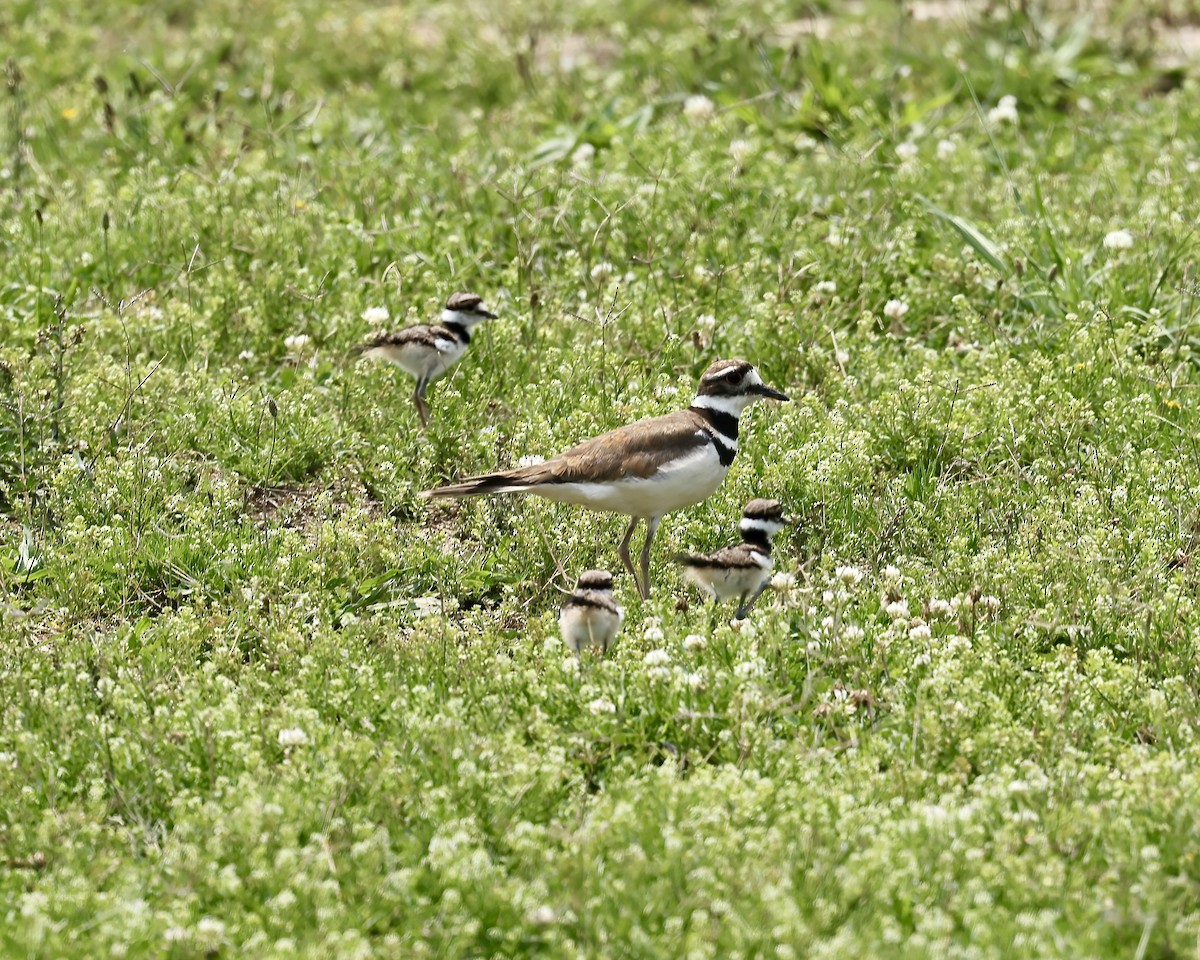 Killdeer - ML637707557