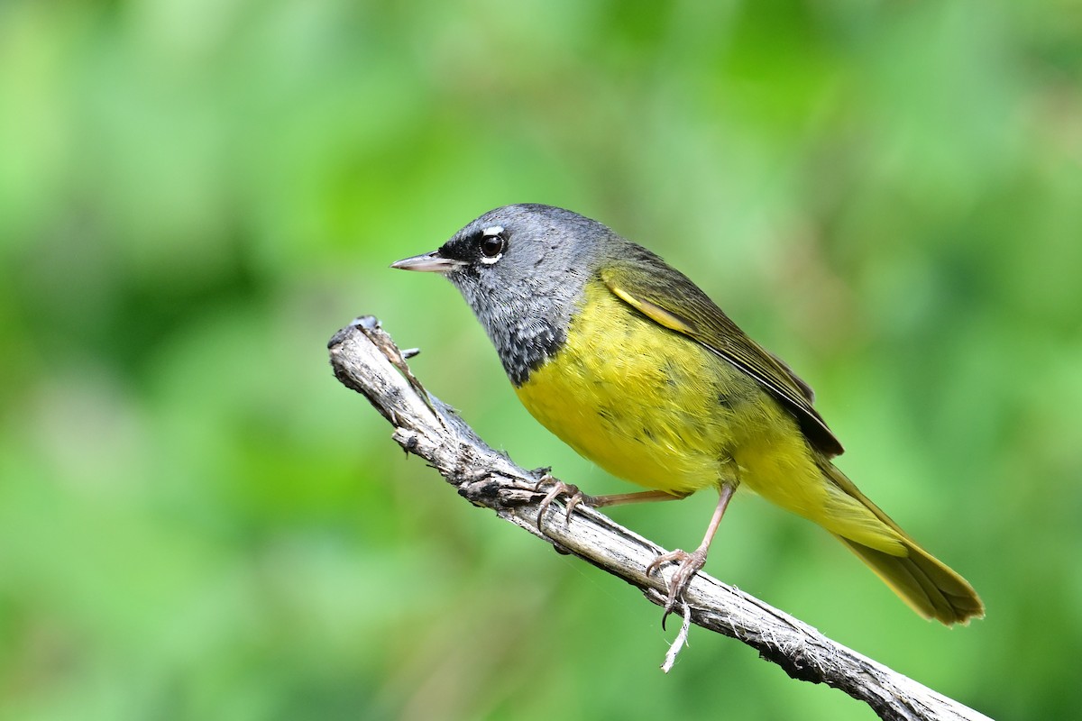 MacGillivray's Warbler - ML637707558