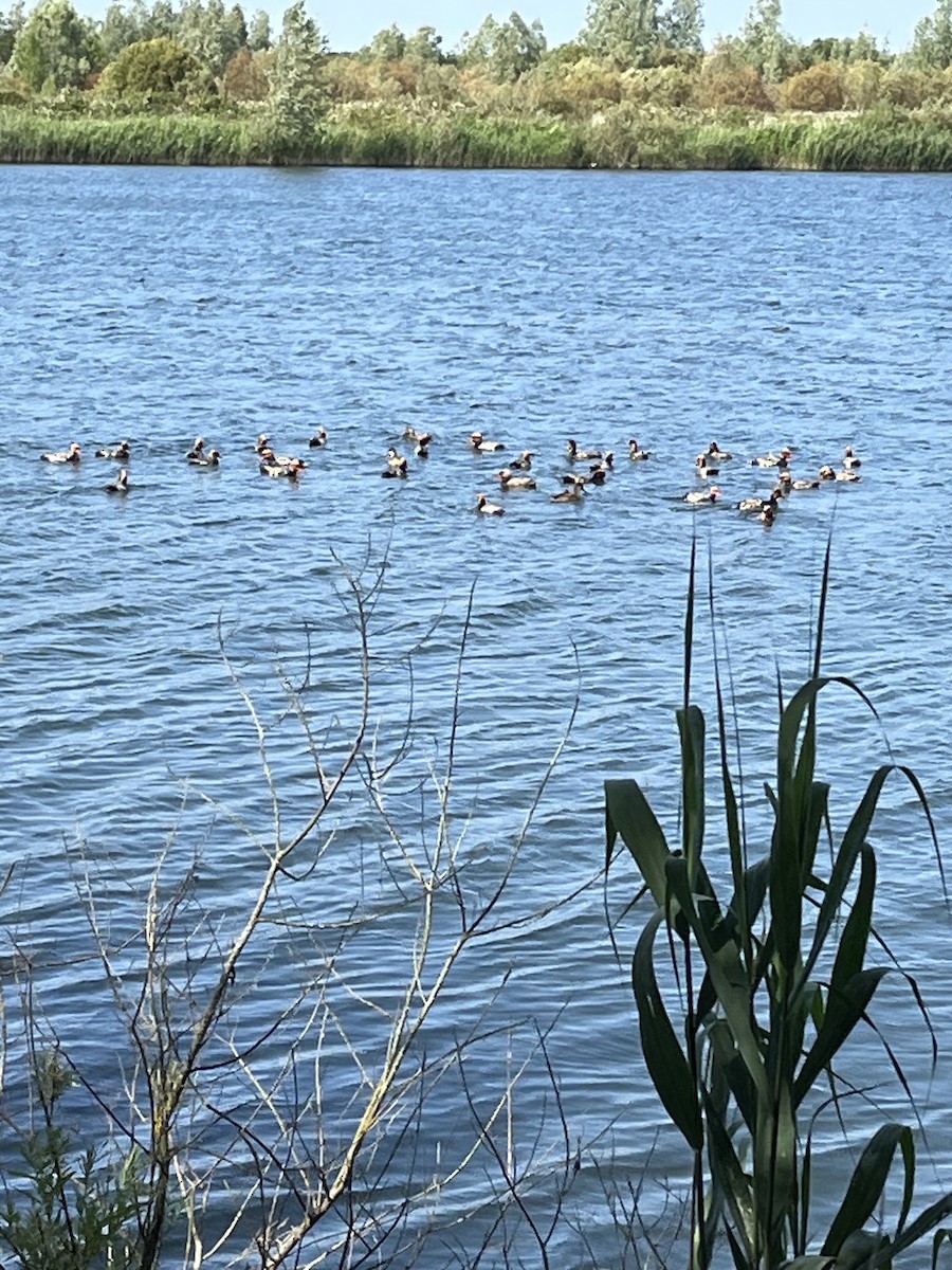 Red-crested Pochard - ML637707591