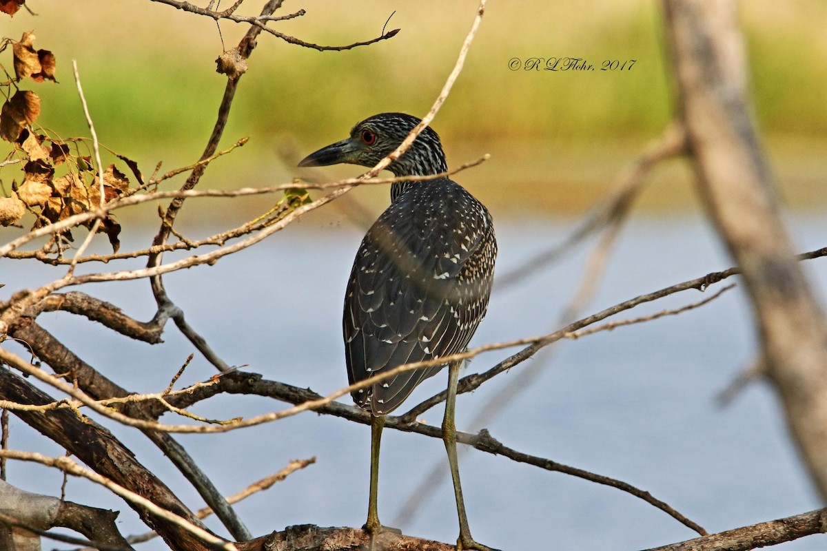 Yellow-crowned Night Heron - ML637707595