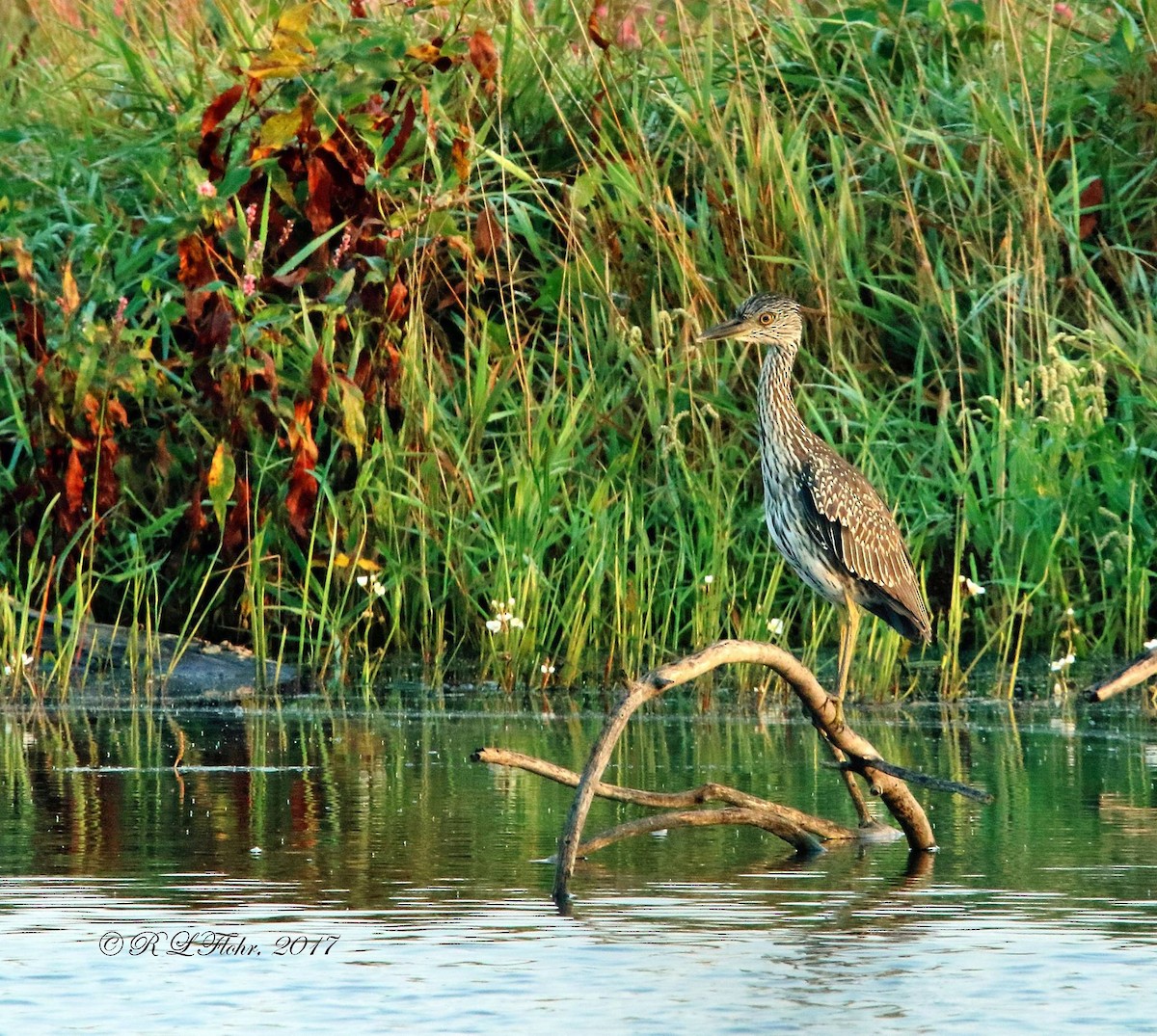 Yellow-crowned Night Heron - ML637707596