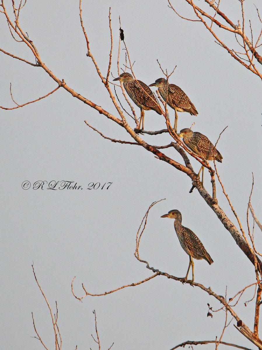 Yellow-crowned Night Heron - ML637707597