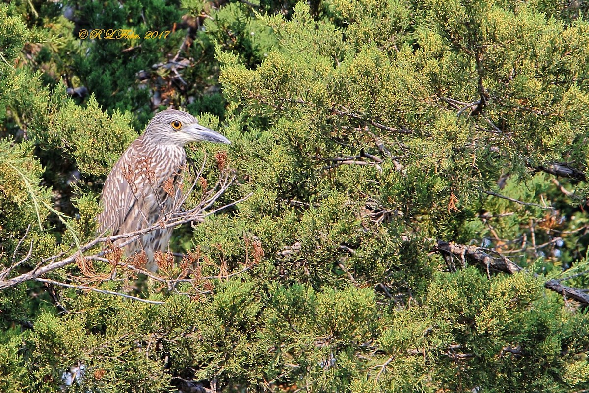 Yellow-crowned Night Heron - ML637707598