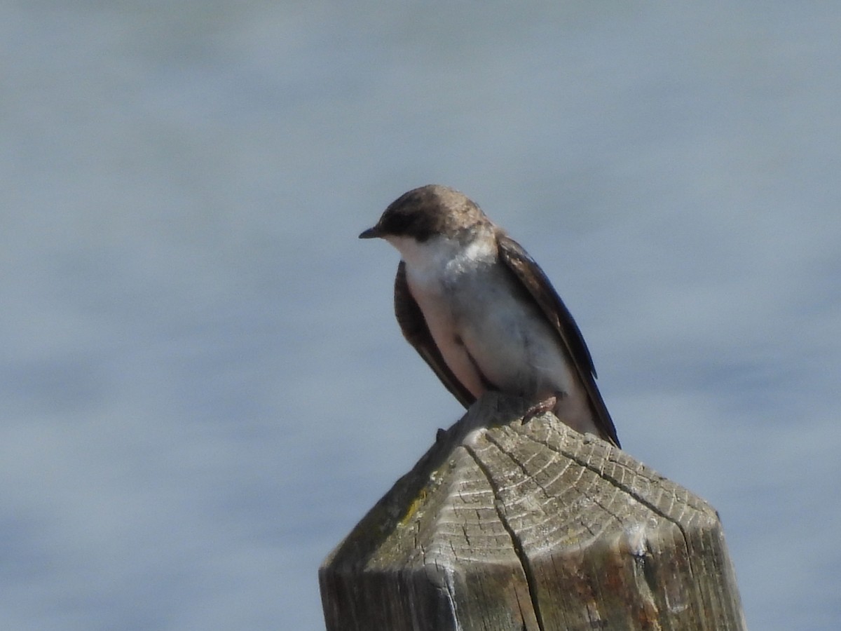 Tree Swallow - ML637707630
