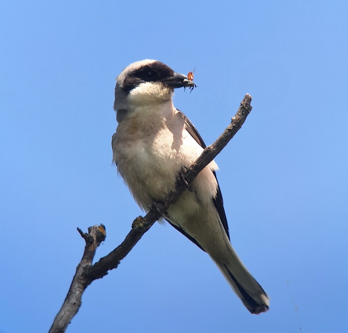 Lesser Gray Shrike - ML637707653