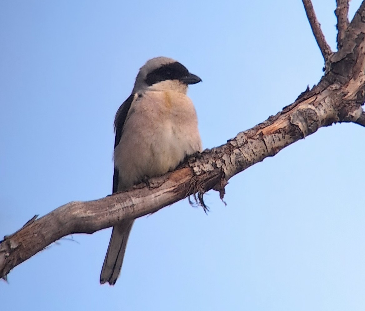 Lesser Gray Shrike - ML637707654