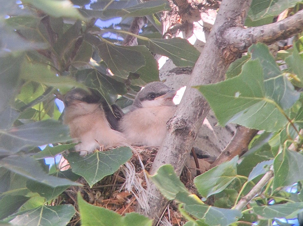 Lesser Gray Shrike - ML637707655
