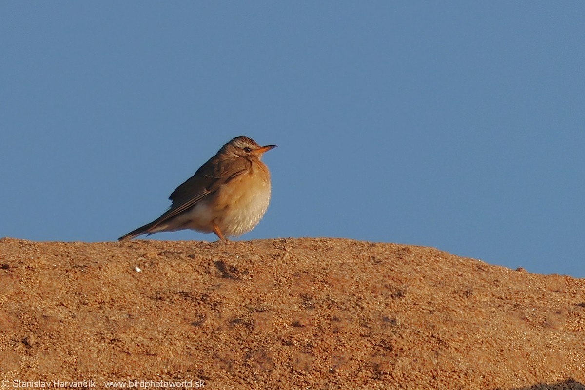 Eyebrowed Thrush - Stanislav Harvančík