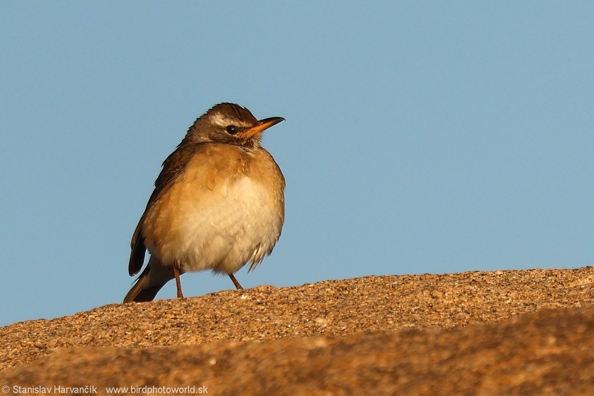 Eyebrowed Thrush - Stanislav Harvančík