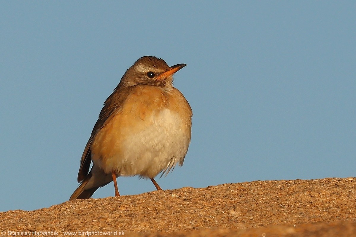 Eyebrowed Thrush - Stanislav Harvančík
